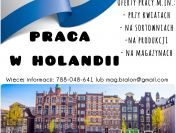 Produkcja, szklarnie, sortownie HOLANDIA
